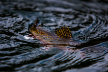 Load image into Gallery viewer, Neal Lally Limited &quot;Brook Trout&quot; Prints
