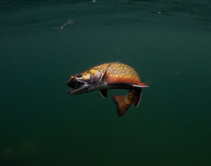 Neal Lally Limited "Brook Trout" Prints